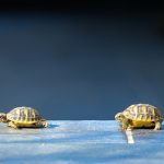 quatre jeune tortues en file indienne