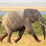 elephant running