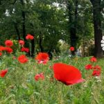 giornata mondiale dell’ambiente